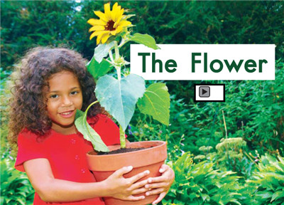 The Flower