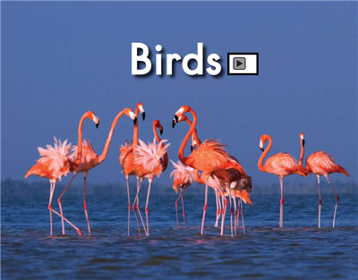 Birds
