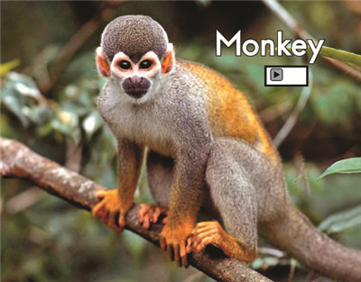 Monkey