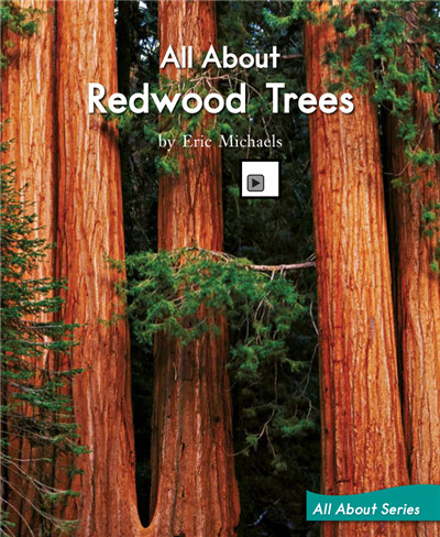 All About Red wood Trees