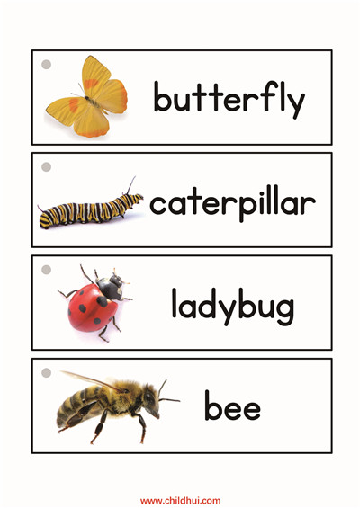 英语单词卡 - 昆虫