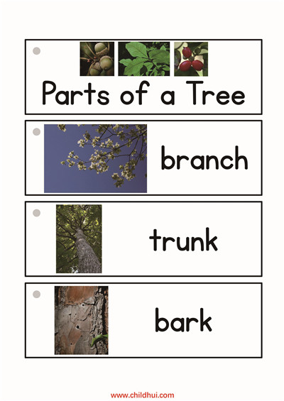 英语单词卡 - 树木