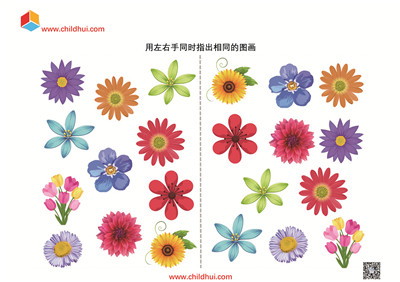 用左右手同时指出相同的图画